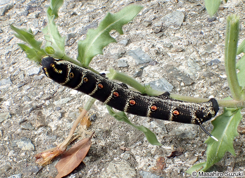 セスジスズメの幼虫