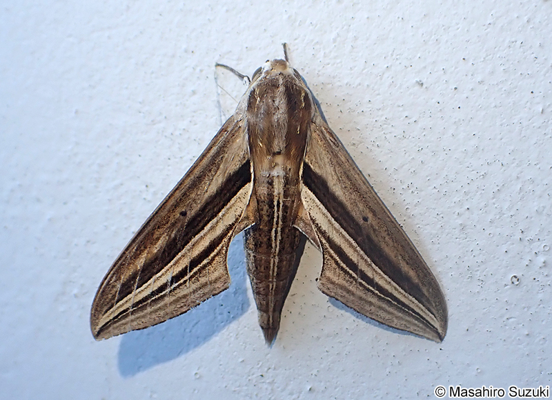 セスジスズメ Theretra oldenlandiae