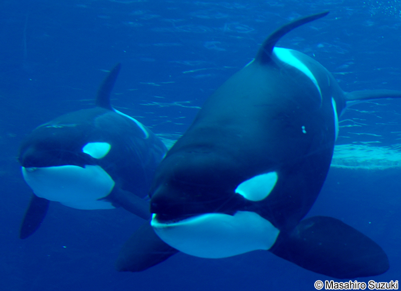 シャチ Orcinus orca