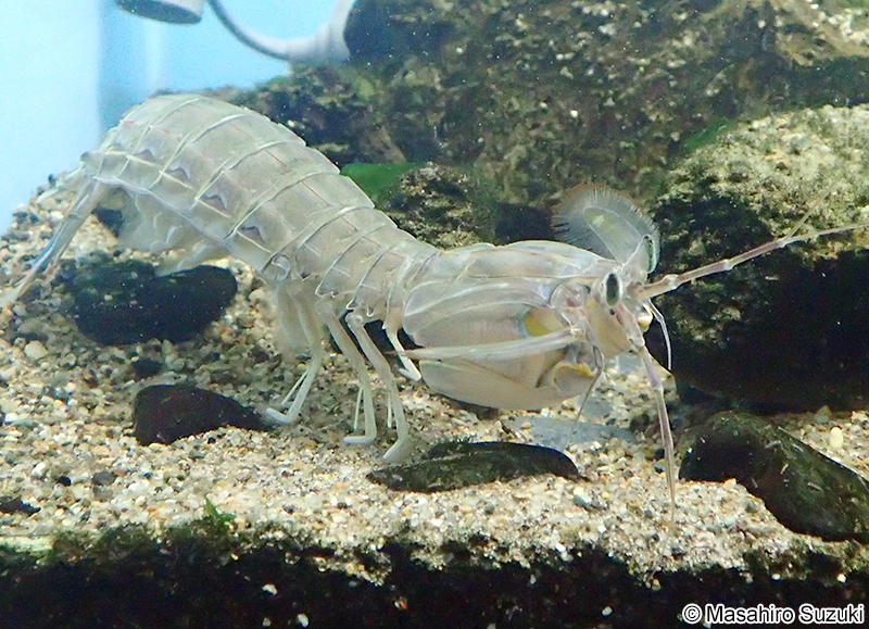 シャコ Oratosquilla oratoria