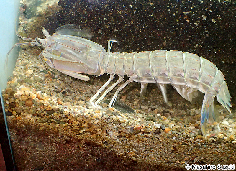 シャコ Oratosquilla oratoria