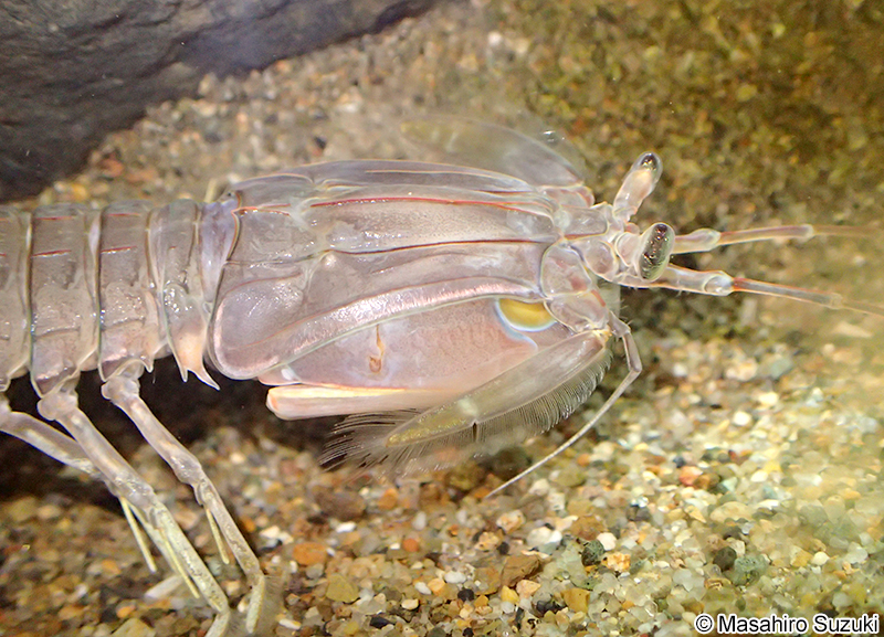 シャコ Oratosquilla oratoria