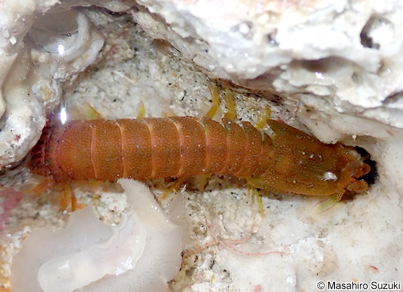 シャコ目の一種 Stomatopoda sp.