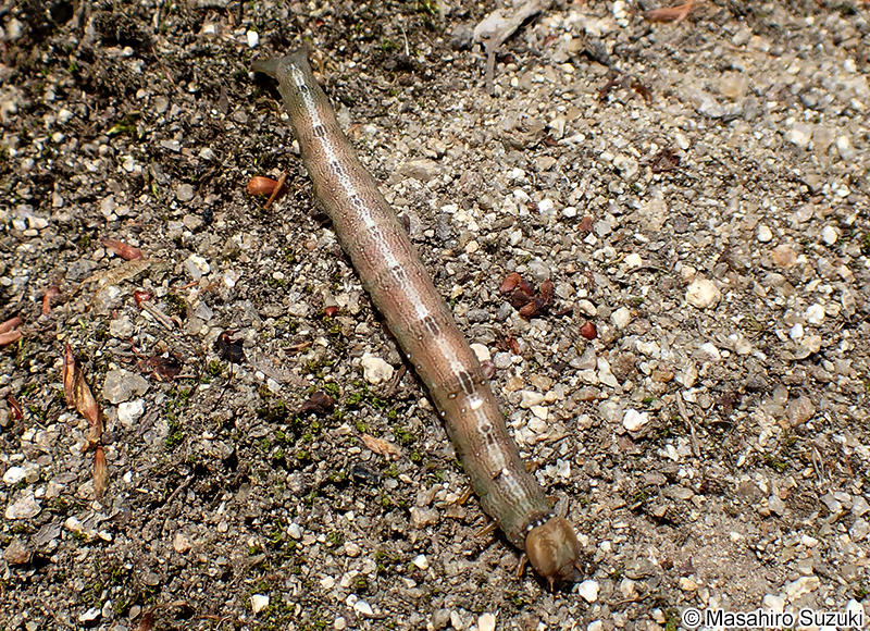 シャクガ科の幼虫(尺取虫)