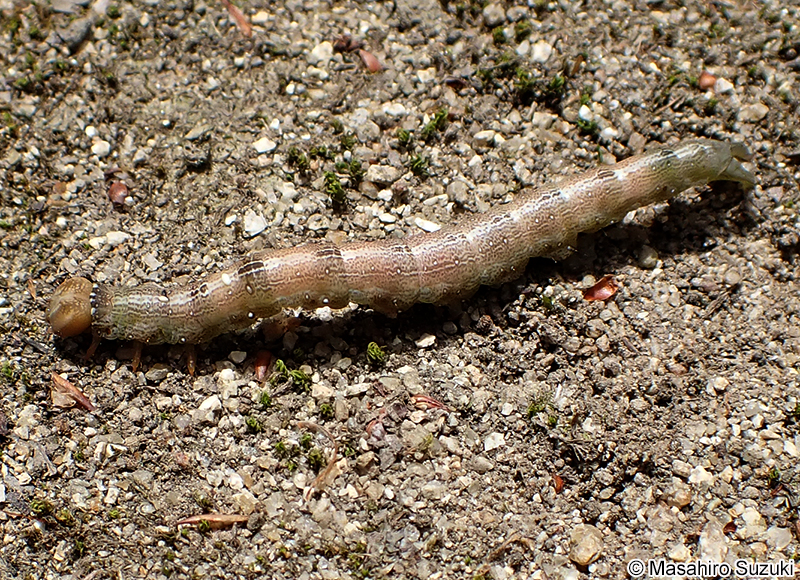 シャクガ科の幼虫(尺取虫)
