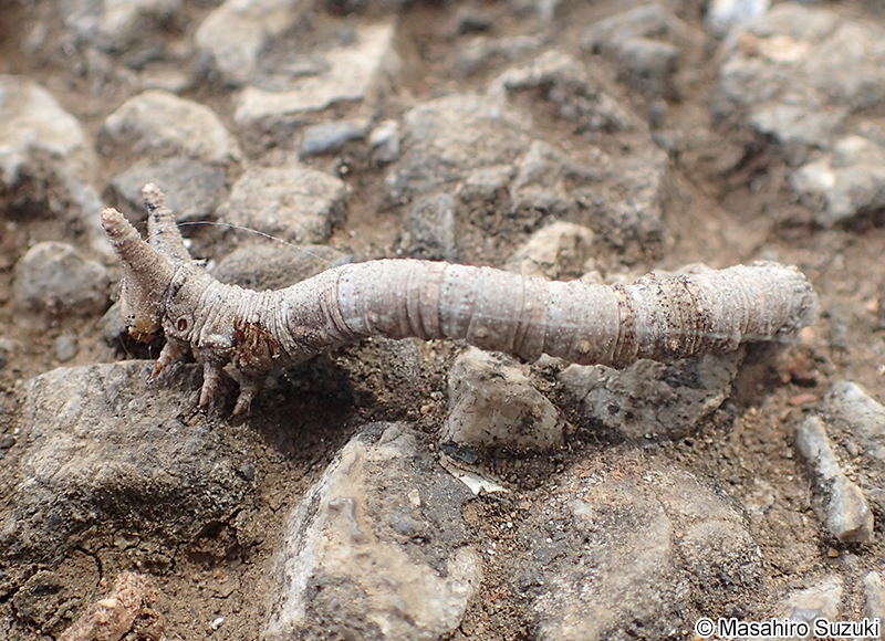 シャクガ科の幼虫(尺取虫)