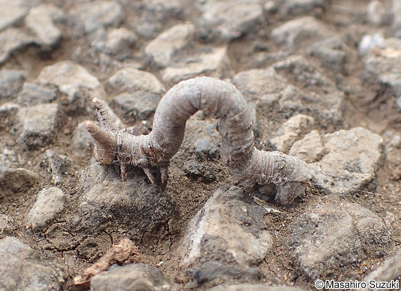 シャクガ科の幼虫(尺取虫)
