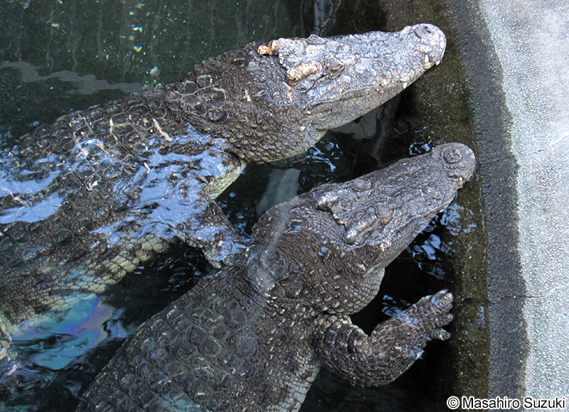 シャムワニ Crocodylus siamensis