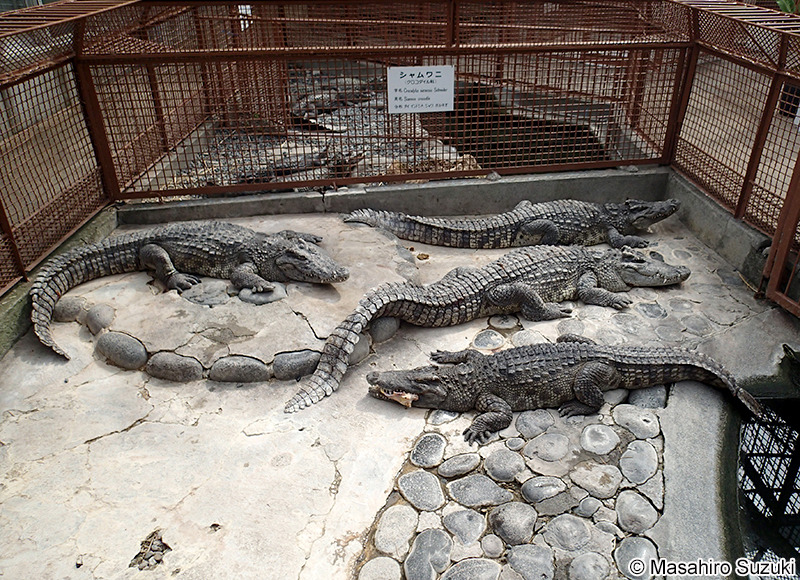 シャムワニ Crocodylus siamensis