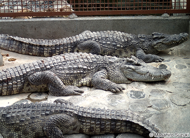 シャムワニ Crocodylus siamensis