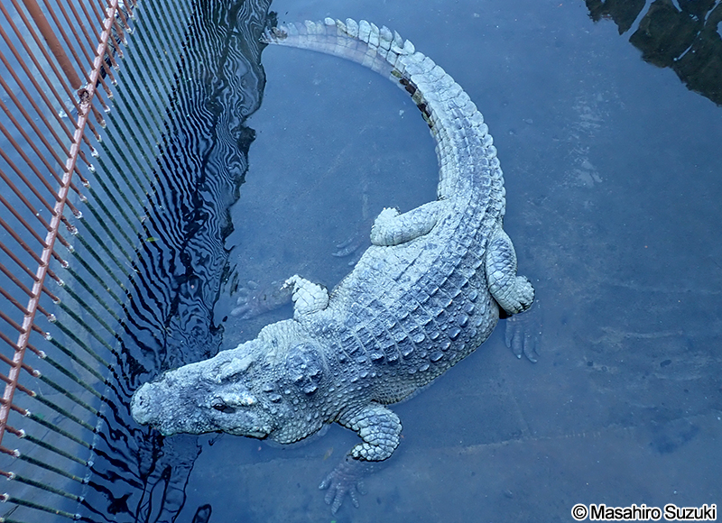 シャムワニ Crocodylus siamensis