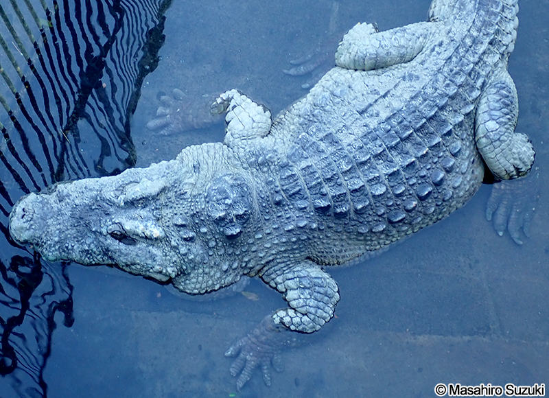 シャムワニ Crocodylus siamensis