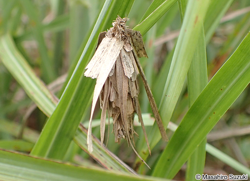 シバミノガ Nipponopsyche fuscescens