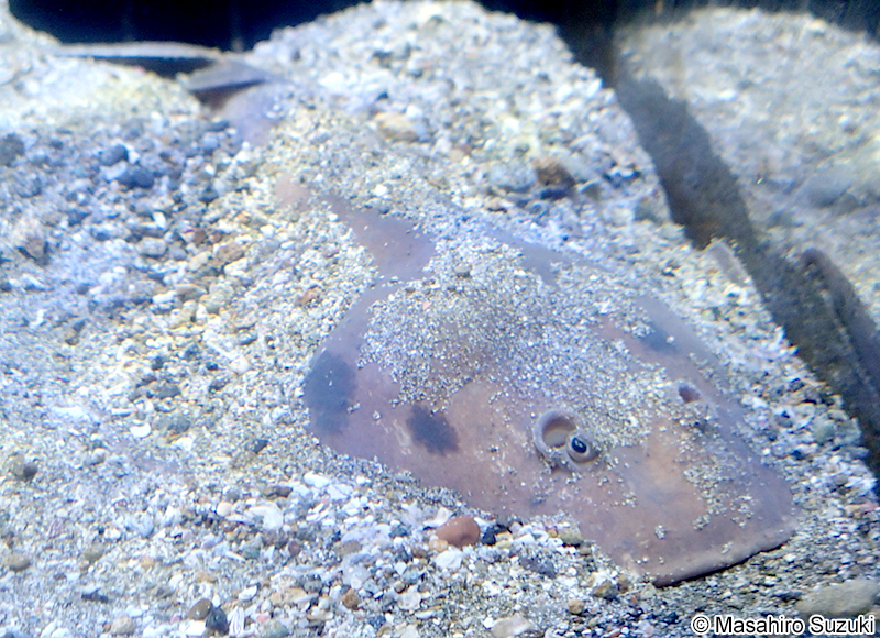 シビレエイ Narke japonica