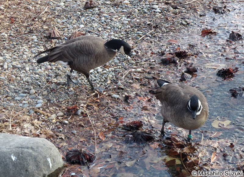 シジュウカラガン Branta hutchinsii leucopareia