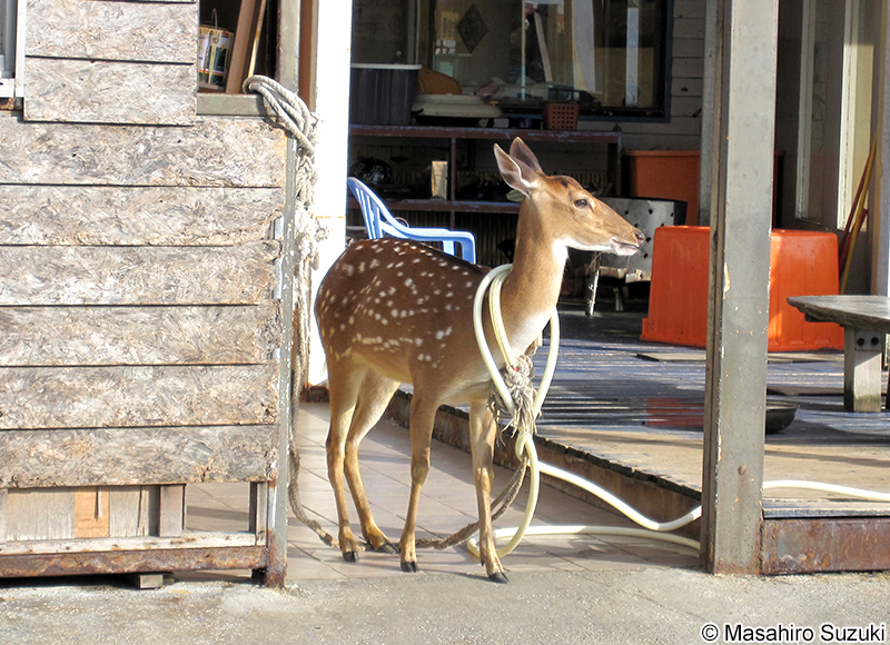 タイワンジカ（台湾梅花鹿） Cervus nippon taiouanus