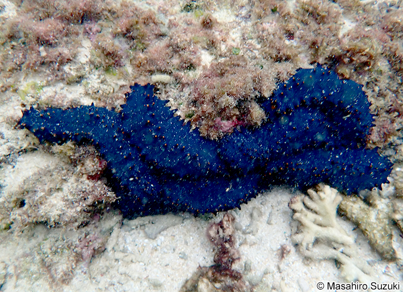 シカクナマコ Stichopus chloronotus