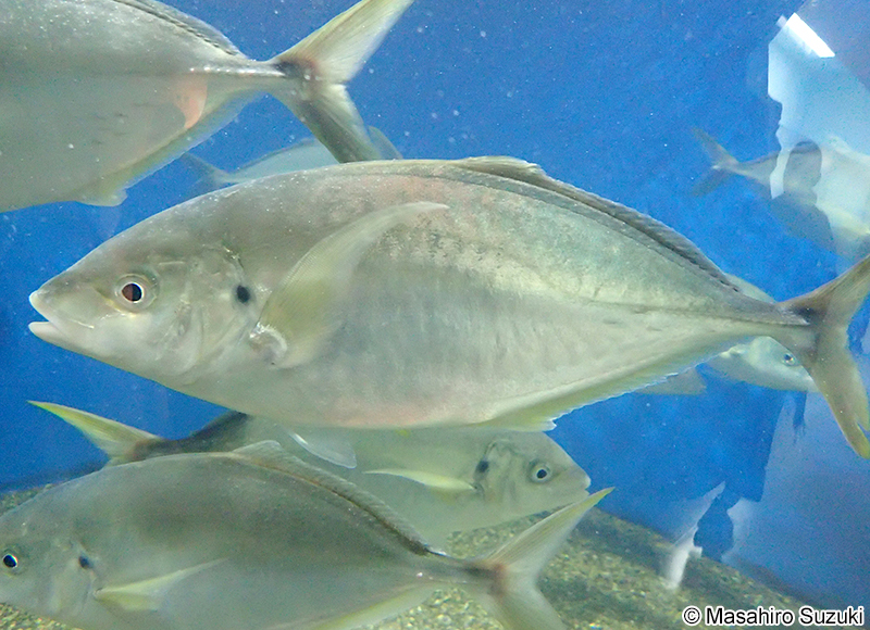 シマアジ Pseudocaranx dentex