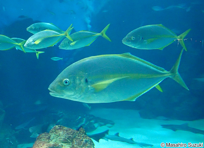 シマアジ Pseudocaranx dentex