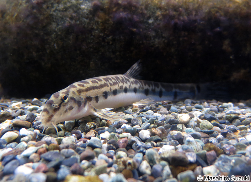 シマドジョウの1種 Cobitis sp.