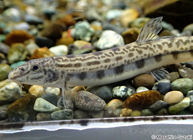 シマドジョウの1種 Cobitis sp.