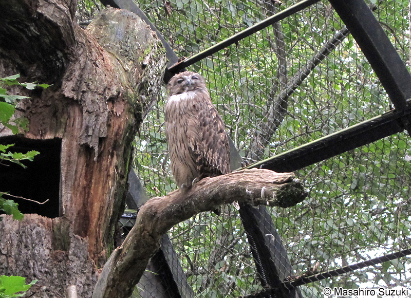 シマフクロウ Bubo blakistoni