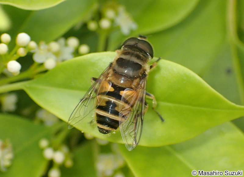 シマハナアブ Eristalis (Eoseristalis) cerealis