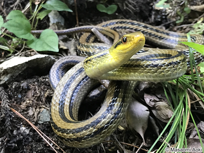 シマヘビ Elaphe quadrivirgata