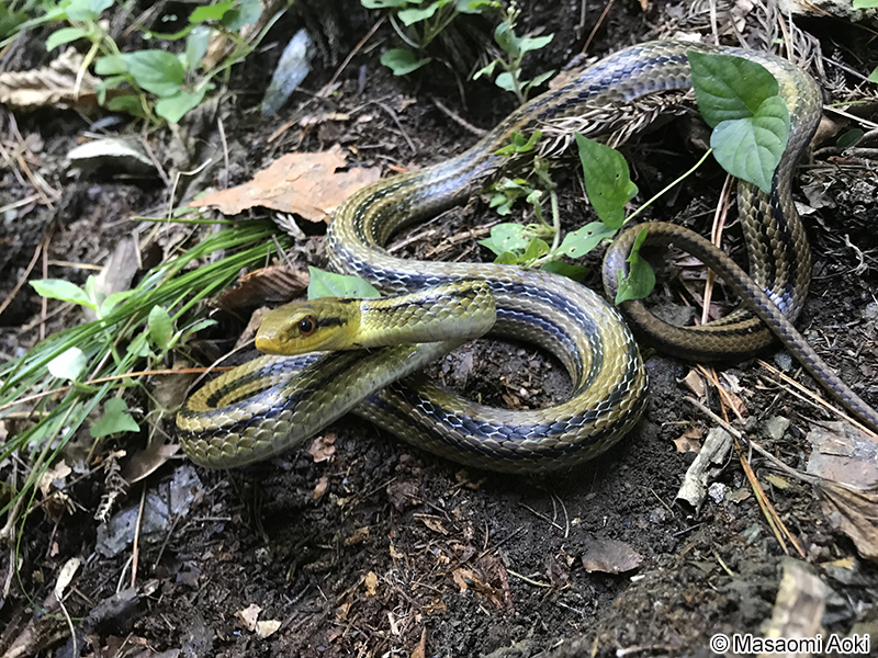 シマヘビ Elaphe quadrivirgata