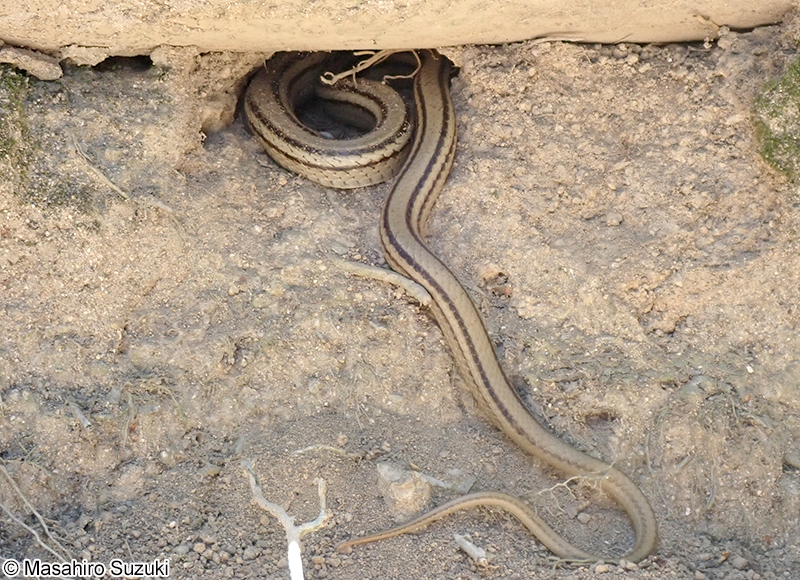 シマヘビ Elaphe quadrivirgata