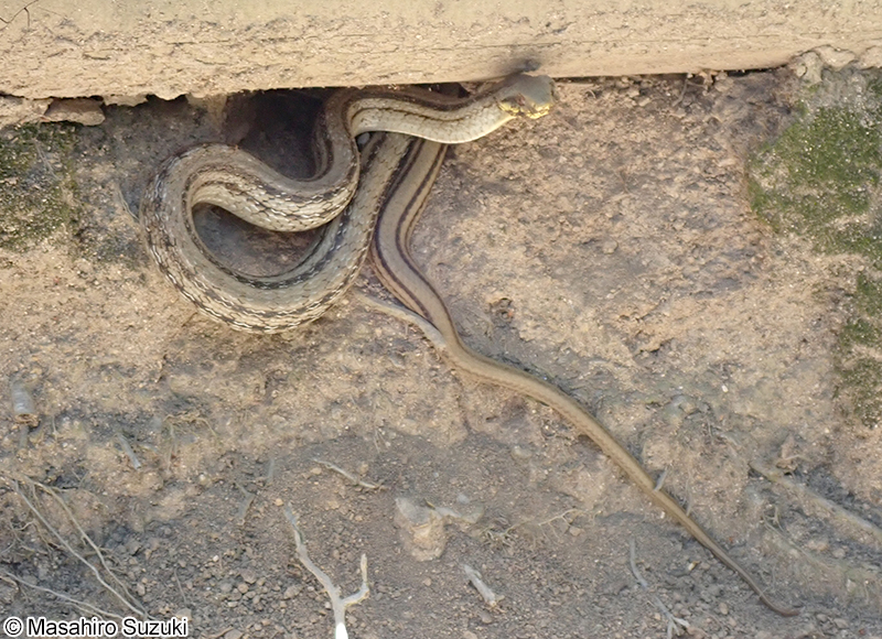 シマヘビ Elaphe quadrivirgata