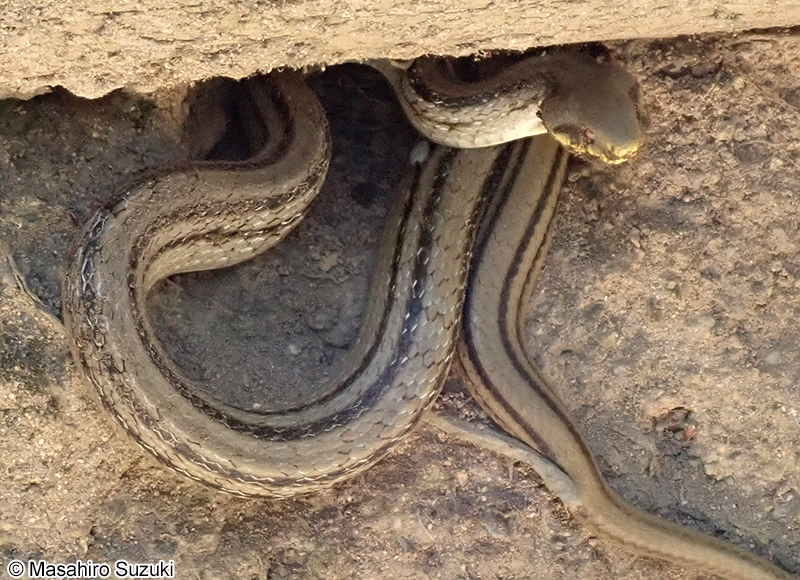 シマヘビ Elaphe quadrivirgata