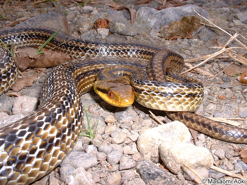 シマヘビ Elaphe quadrivirgata