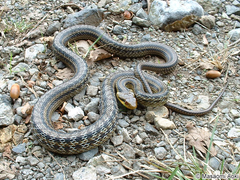 シマヘビ Elaphe quadrivirgata