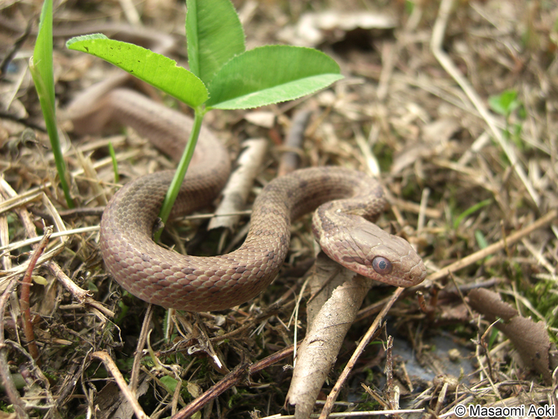 シマヘビの幼体