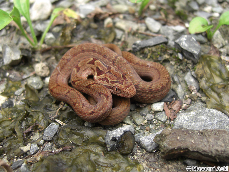 シマヘビの幼体