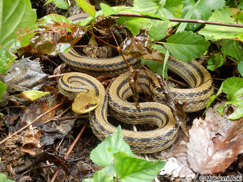 シマヘビ Elaphe quadrivirgata