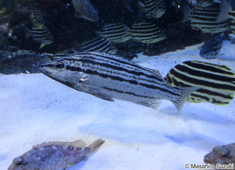 シマイサキ Rhynchopelates oxyrhynchus