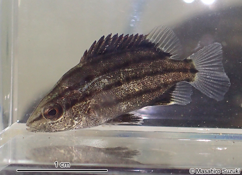 シマイサキの幼魚