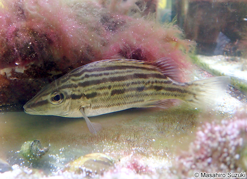 シマイサキ Rhynchopelates oxyrhynchus