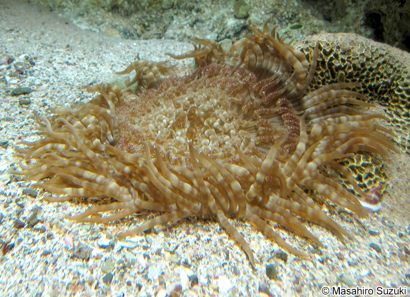 シマキッカイソギンチャク Antheopsis maculata