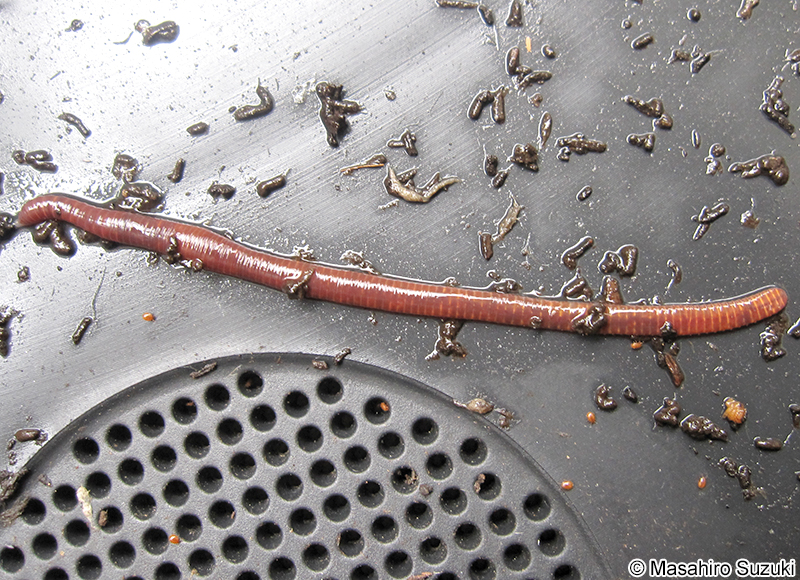 シマミミズ Eisenia fetida