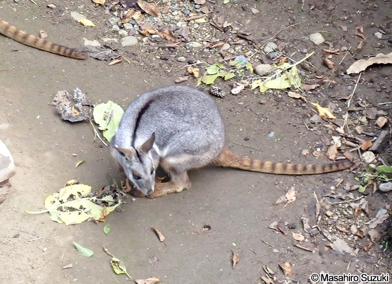 シマオイワワラビー Petrogale xanthopus