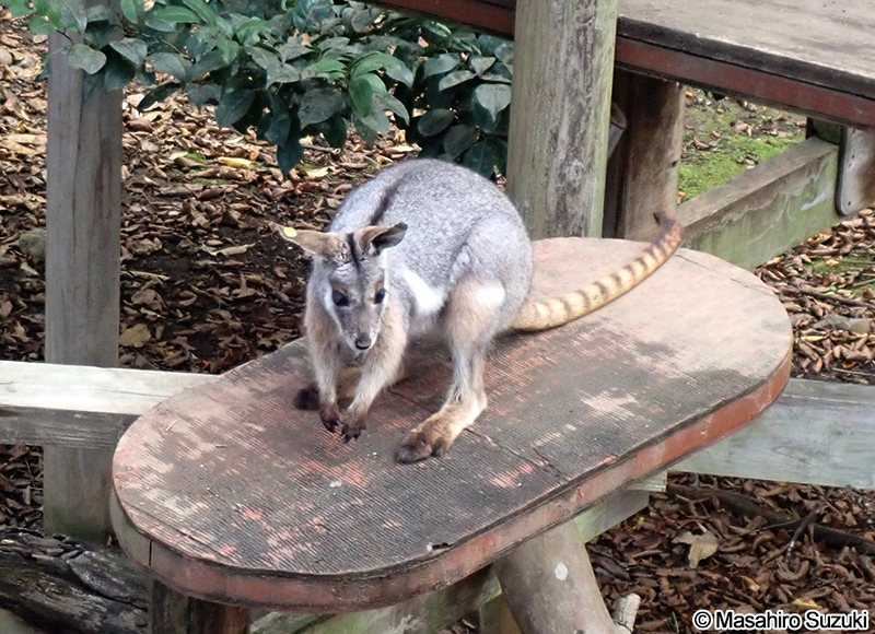 シマオイワワラビー Petrogale xanthopus