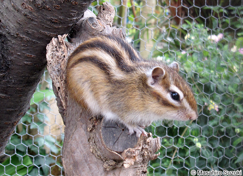シマリス Tamias sibricus