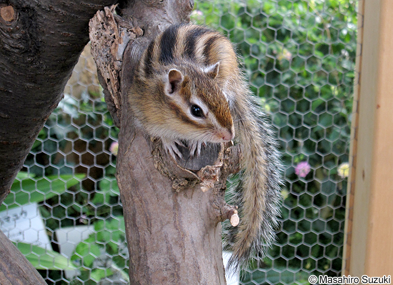 シマリス Tamias sibricus
