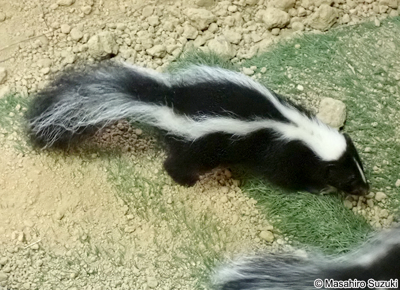 シマスカンク Mephitis mephitis