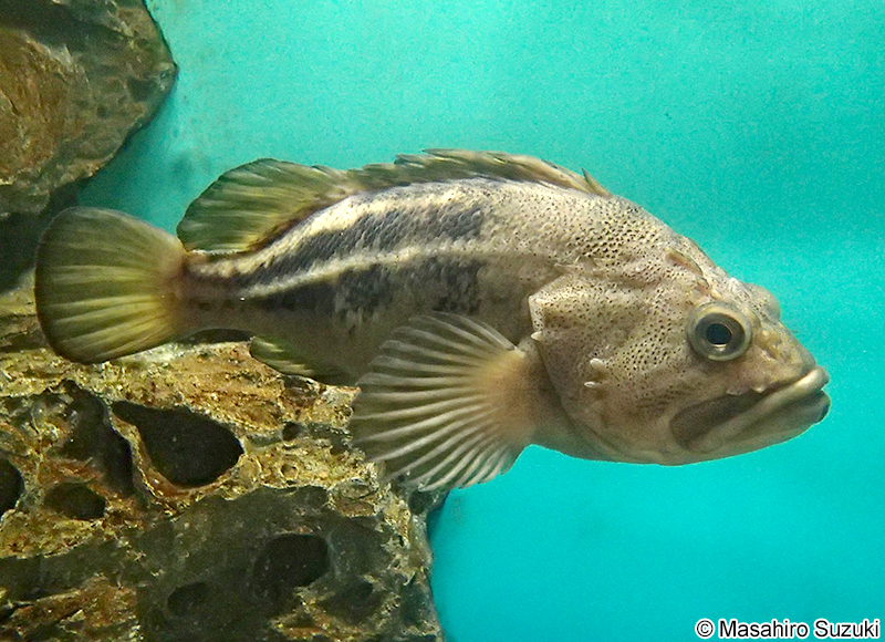シマソイ Sebastes trivittatus