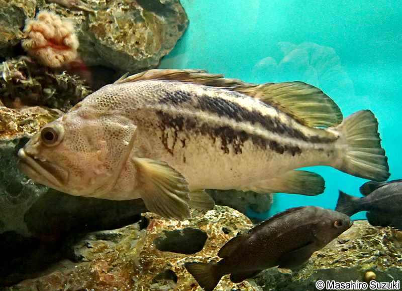 シマソイ Sebastes trivittatus