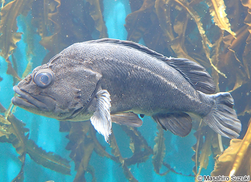 シマソイ Sebastes trivittatus